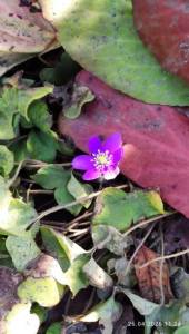 IMG_20260426_112412.thumb.jpg.deedcbd68e842c622d9330d7048b6f6d.jpg