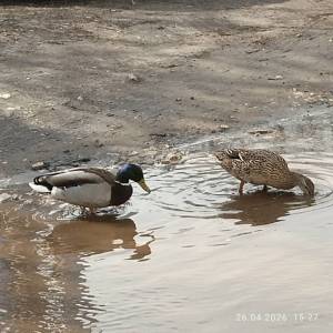 IMG_20260426_152714.thumb.jpg.8ae97ead205f9ada0fe3dda528d7fafb.jpg