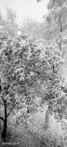 IMG_20260427_074402_770.thumb.jpg.3ec0849ec286b2b1c91d08cf170fa375.jpg