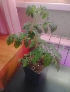 IMG_20260428_130539.jpg