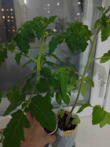 IMG_20260429_213721.jpg