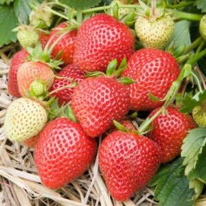 Strawberry-Florence.jpg