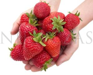 Strawberry-Florence3.jpg