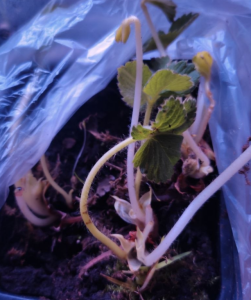 image.thumb.png.809d4e4a1a972563522cc1ec2d5667d7.png