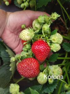 korona.thumb.jpg.96e92b7635f990fd19466c94cff8e9bb.jpg