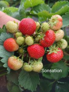 sonsation.thumb.jpg.be68640bff9b23d35f01385c892f3df6.jpg