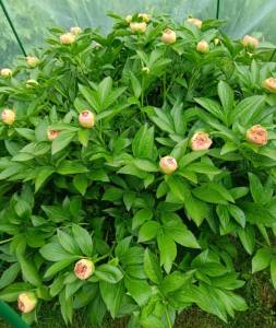 IMG20260529132658~2.jpg