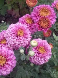 1926116837_.thumb.jpg.3d12a6fae8091fad4f245397721e908e.jpg