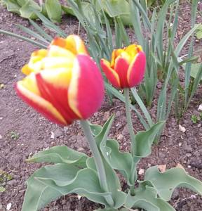 20260511_194625.thumb.jpg.d4c2d1fecd7aa94a1add294ad9f75682.jpg