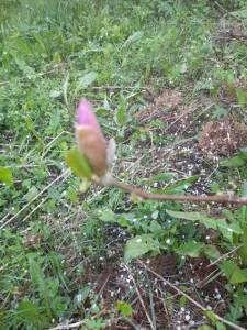 20260517_061733.thumb.jpg.f9a5620aa6c270d2fcfaca7a849f101f.jpg