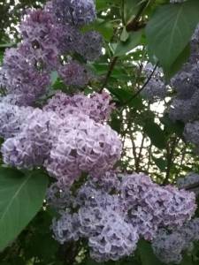 20260519_202950.thumb.jpg.f209aeb3bd04fc9bb88ed981891652bb.jpg