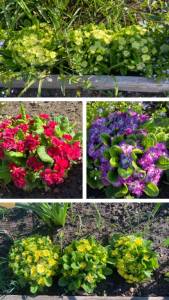 8F896A1E-EF05-46BE-B82E-CE7D547E1CA1-COLLAGE.thumb.jpeg.eace50ac67cc227688edd39182cd1489.jpeg