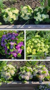 EAF883F9-1D37-44EA-B932-D5C75EFAFC3D-COLLAGE.thumb.jpeg.f0f2748bd03e88b81504d7dba7620104.jpeg