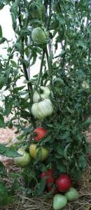 IMG-20241128-WA0044.jpg