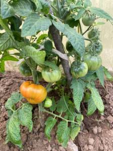 IMG_1255.jpeg