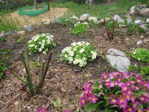 IMG_1333.thumb.JPG.ec08b20374d0fad841d6194e155c43f5.JPG