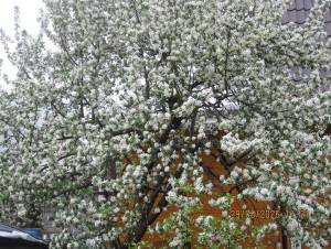 IMG_1361.thumb.JPG.1debd1a981191d65f25247a19d7ebeca.JPG