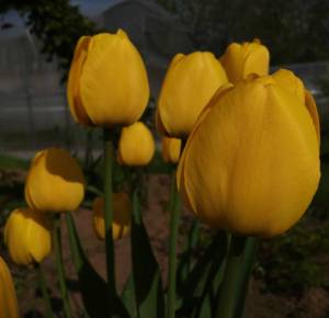 IMG_20260510_201047.thumb.jpg.c2e0839e2b1cf34b2a20b22a2f45cacd.jpg