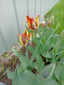 IMG_20260512_124424.jpg