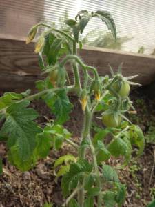 IMG_20260512_150815.thumb.jpg.2b69ac56c496af4a6860a3cc3d3f1525.jpg