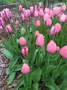 IMG_20260512_165519_542.thumb.jpg.aeb4a1722fe1140e2453d72bc956f5c6.jpg