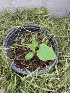 IMG_20260516_184018.jpg