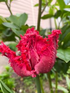 IMG_20260517_094010.jpg