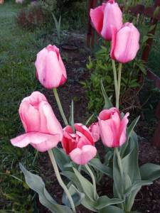 IMG_20260518_050411.thumb.jpg.6c4886de3f2a848d65e4852026a1c037.jpg