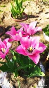 IMG_20260518_094959.thumb.jpg.688bfb8b99fd852ed57c16d28bd4d674.jpg