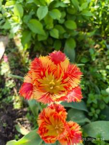 IMG_20260521_075633.jpg