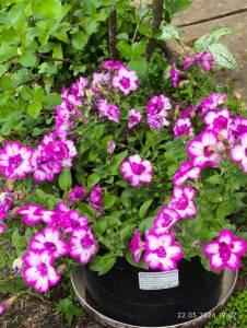 IMG_20260522_190721.thumb.jpg.26e9be3beaa333ab19b05af4c9b9b319.jpg