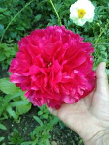 IMG_20260523_152047.jpg