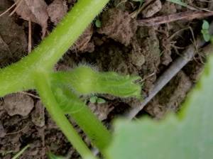IMG_20260525_055750_248.jpg