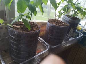 IMG_20260527_125214.jpg