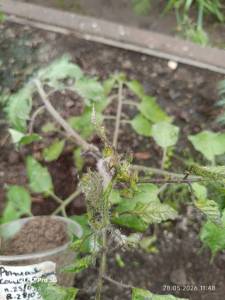 IMG_20260528_114831.jpg