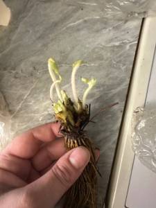 IMG_4145.jpeg