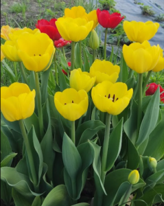 image.thumb.png.17f8f3f0e4369e14a1c11de60e0345ad.png