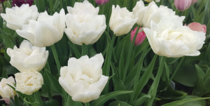 image.thumb.png.2085d7ff0544fe227d6d8e8e7246538d.png