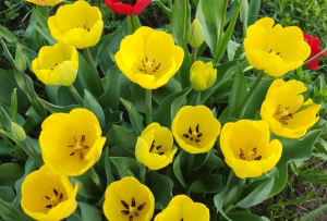 image.thumb.png.393d3f1db583eb21ee72cefdc89eea9a.png