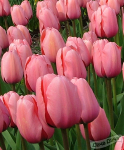 image.thumb.png.3a6b6aeea00fd07e4948d82d2b2978f5.png