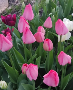 image.thumb.png.43b83c321b1c44482b62a000982dbbf8.png