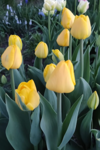 image.thumb.png.51e35587ea0ebbee6145f4859a2b9f01.png
