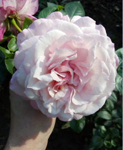 image.thumb.png.68a4fe1423acf21e44b60304c719b4c2.png