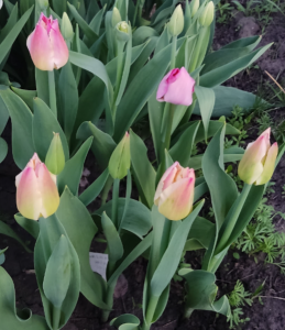 image.thumb.png.88694e396725f9f3b6eb7918fd652d87.png