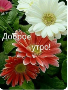 image.thumb.png.aaa96eb75b217a930e3a2293659e5968.png
