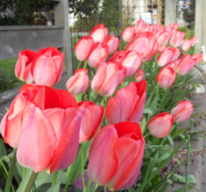image.thumb.png.dae8a988f7289cf8ee07010243c24701.png
