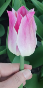 image.thumb.png.f6b065e968c6ba093a84901fde919a94.png