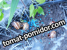 large.1496392087_.png.f84fa4eccc14ca047194f23a0a65798b.png