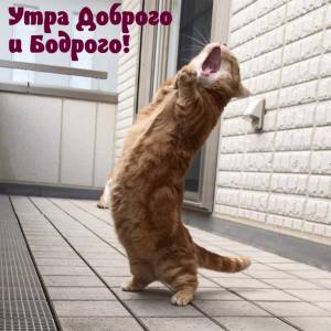 malinkakat_ru_13624.thumb.jpg.aa06660259259a4de7cf2b3607e99b7a.jpg