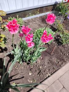 photo_10_2026-05-13_04-44-13.thumb.jpg.2fb46dbdab79a05b6e10e7a04462e33e.jpg